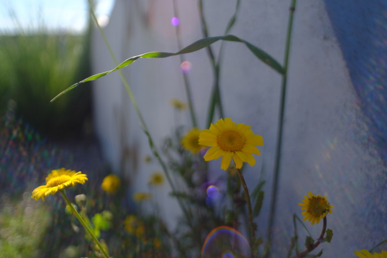 the special rendition of the background with the Flektogon 20mm