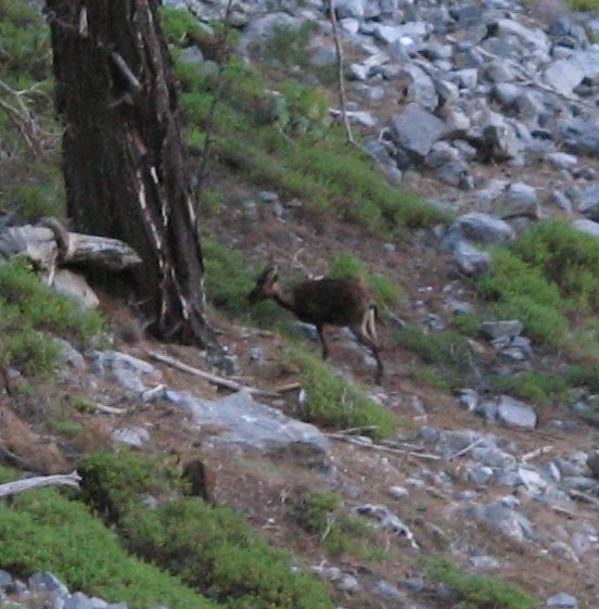 Cervo nelle gole di Samaria a Creta. Deer in Samaria Gorge, Crete.