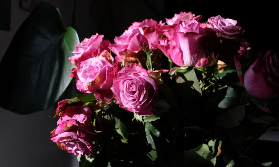 roses shot with the X-Fujinon 24mm, reproduction of red tones