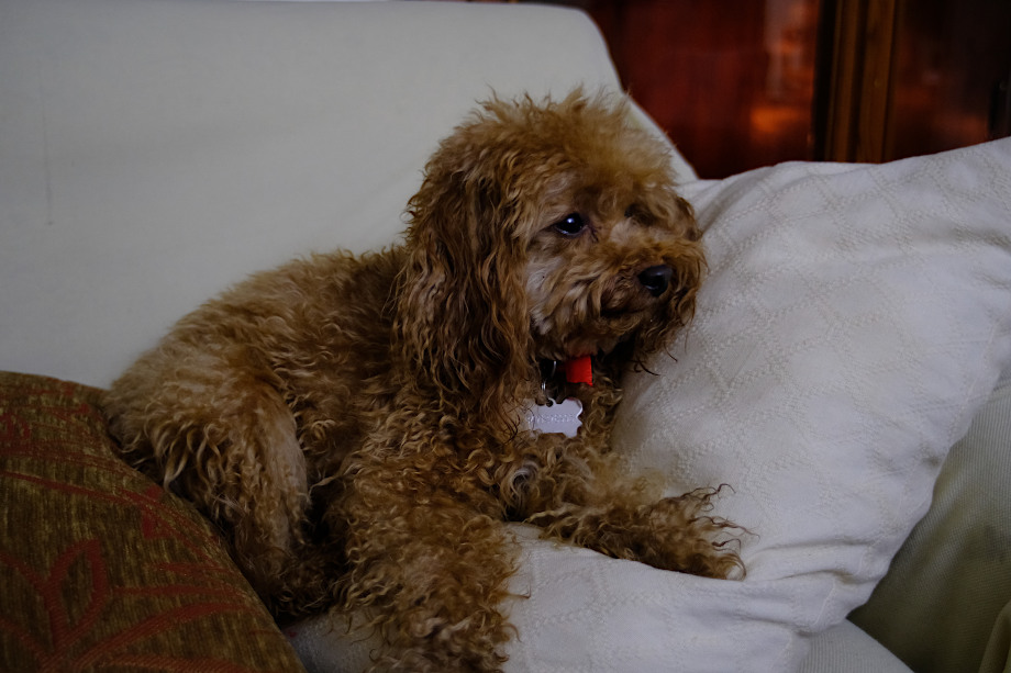 dog, X-Fujinon 24mm sample shot in low light, at full aperture