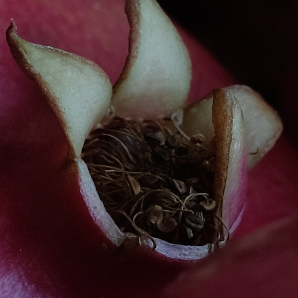 pomgranate fruits, shot with the Pentax K 24mm, centre detail, 100% crop