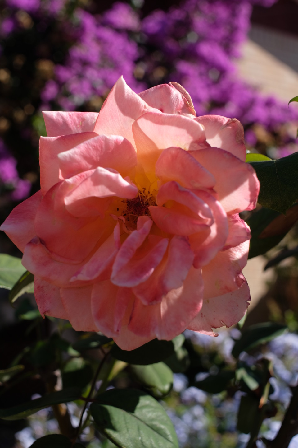 a rose shot with the Pentax K 24mm