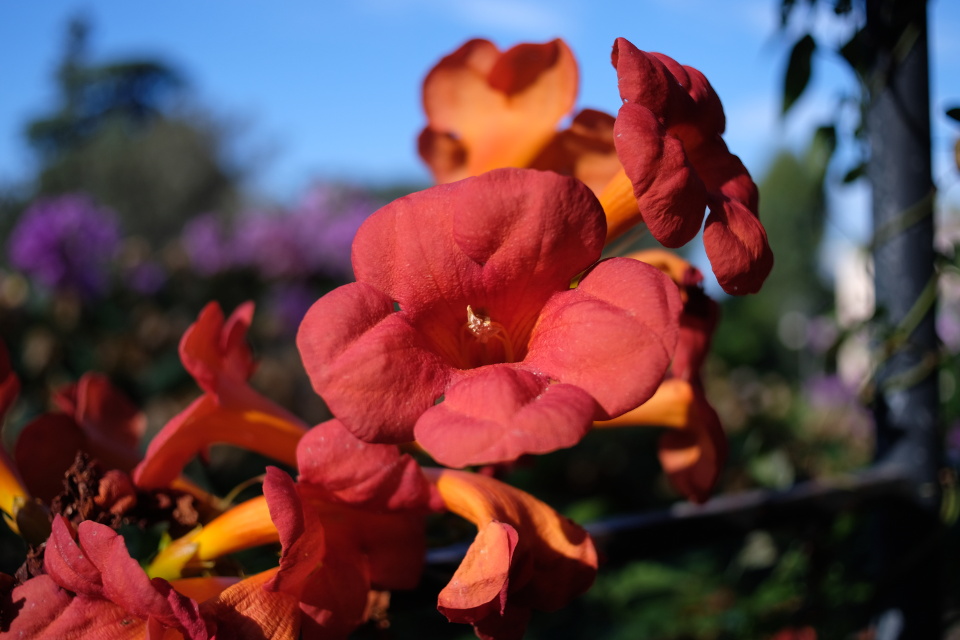 flowers shot with the Vivitar 24mm