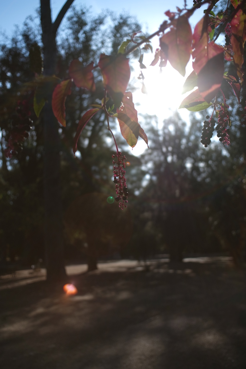 flare with the Vivitar 24mm f/2.8