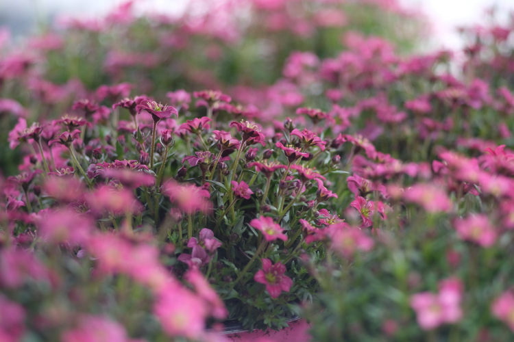 flowers in a shop, quality of the bokeh with the Zeiss Sonnar 85/2.8
