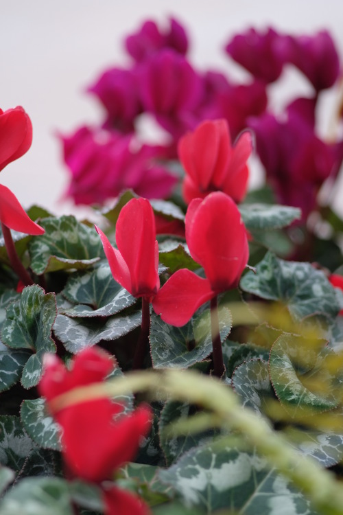 flowers in a shop, quality of the bokeh with the Zeiss Sonnar 85/2.8