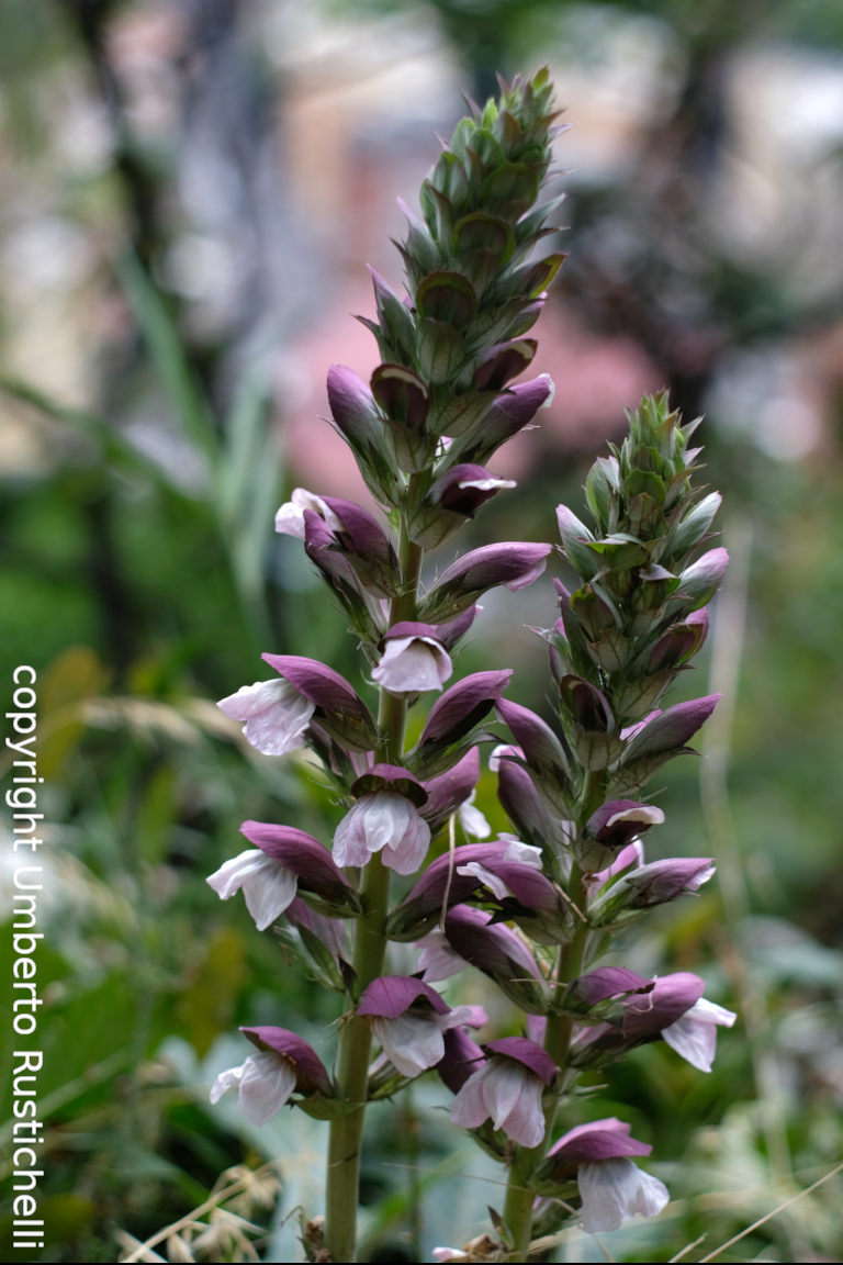 Acanto, Acanthus mollis