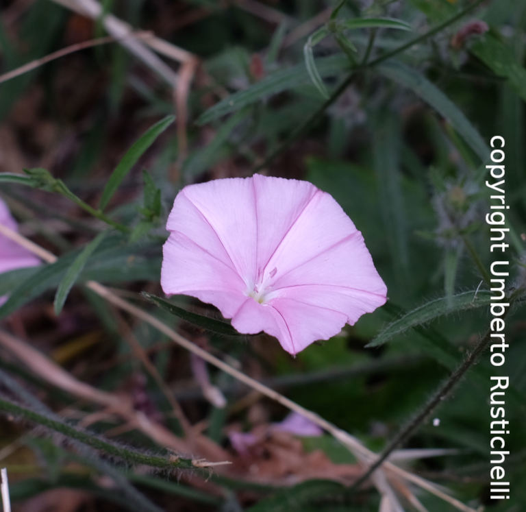 Convolvolo, fiore di Convolvulus cantabrica