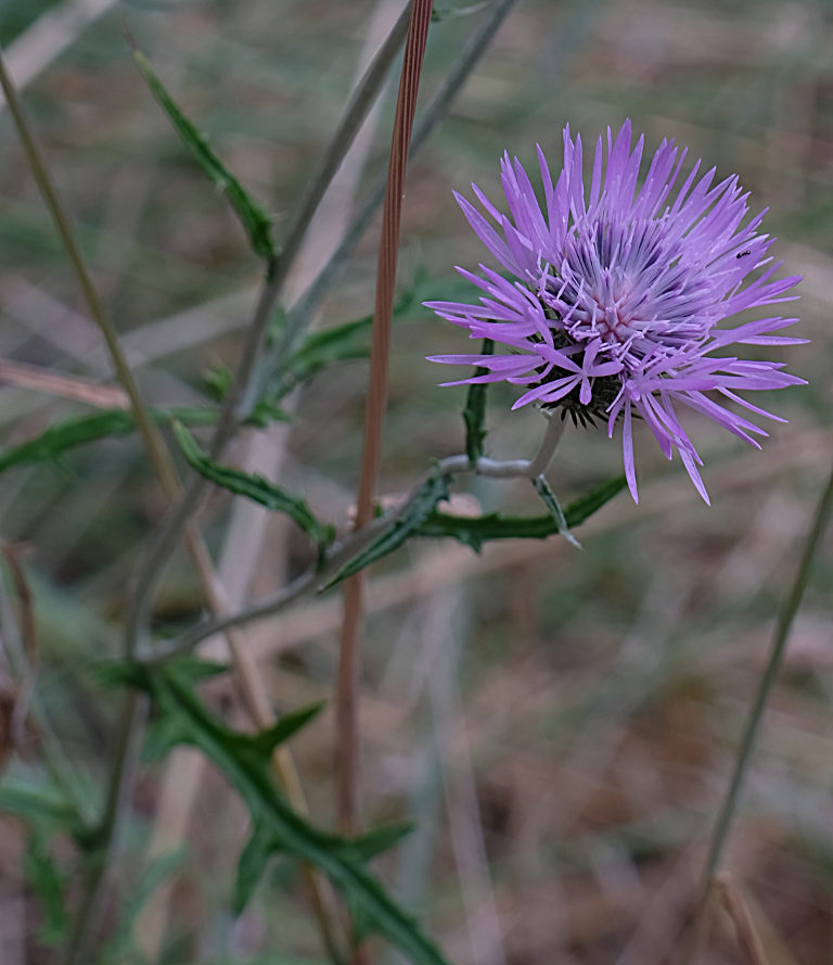 fiore: cardo dei lanaioli (Dipsacus fullonum)