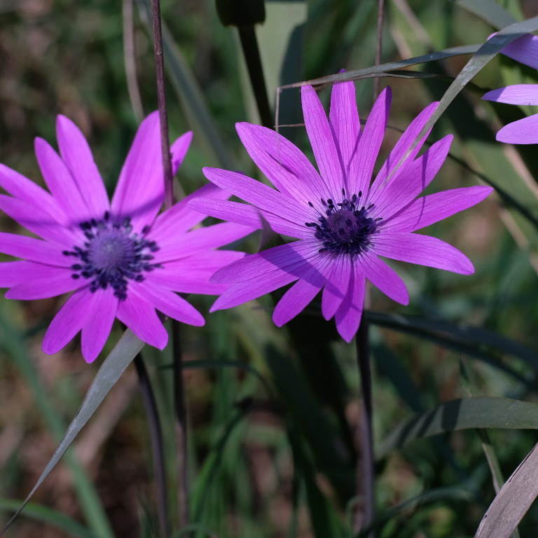 anemone stellata