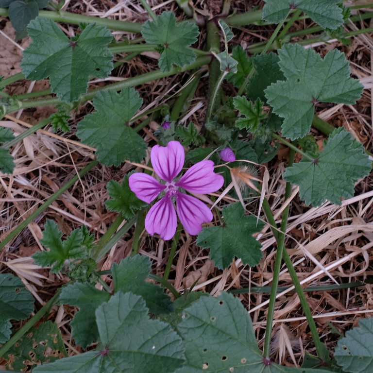 fiore: malva silvestre - (Malva sylvestris)