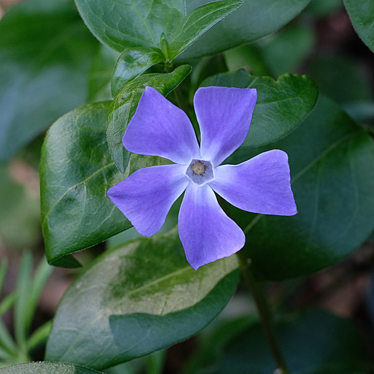 pervinca