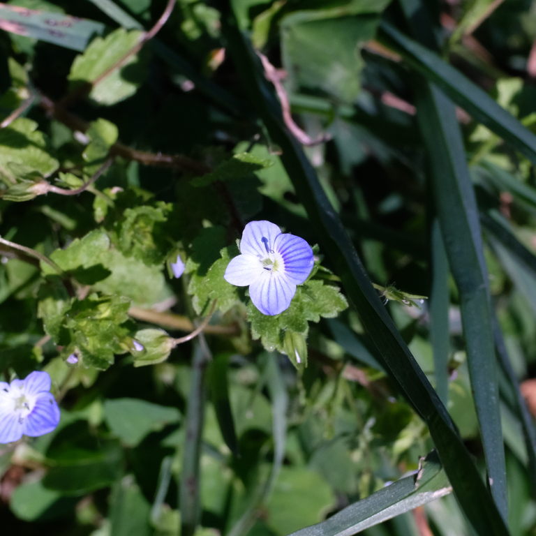 fiore di Veronica persica