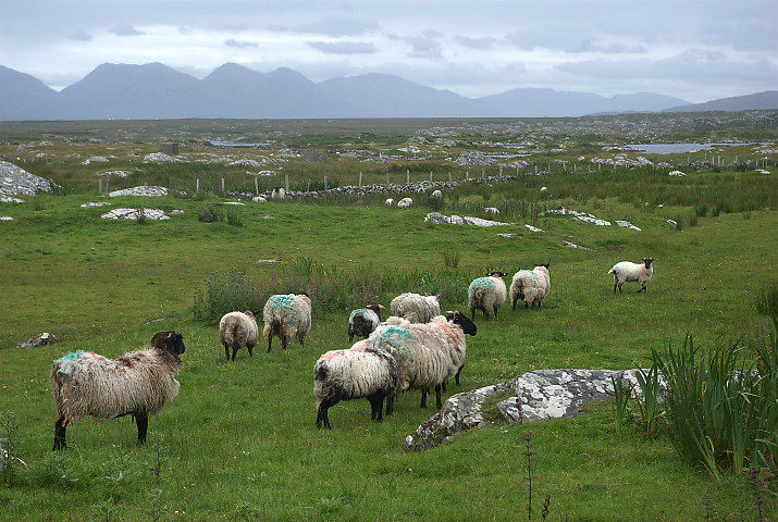 pecore nei pressi di Roundstone