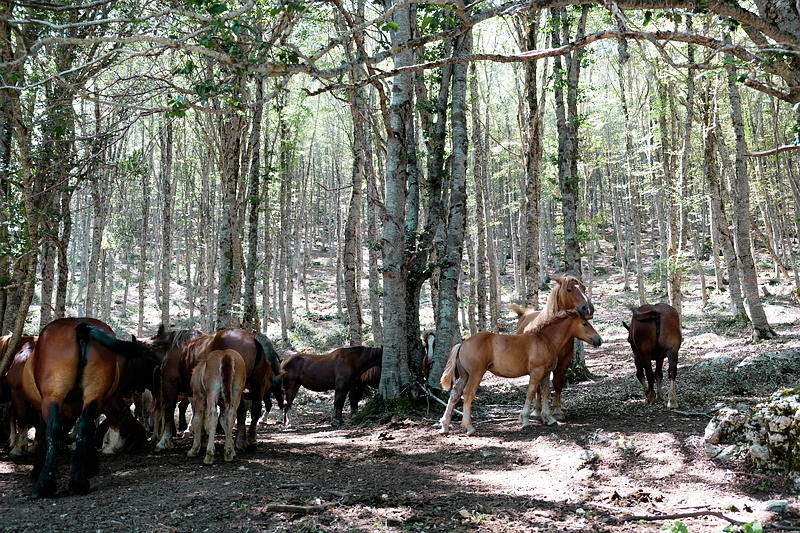 cavalli presso Ovindoli