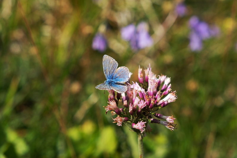 farfalla su fiore di montagna