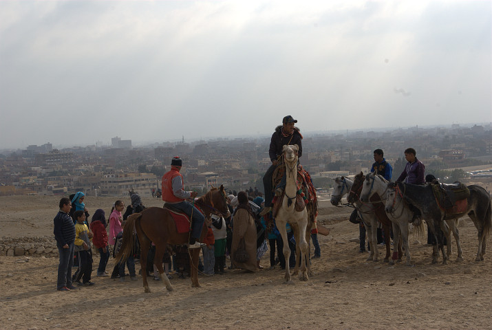 cammellieri a Giza, la città sullo sfondo